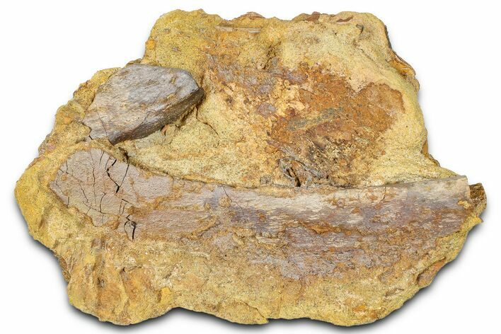 Fossil Dinosaur Bone Fragments in Sandstone - Wyoming #370658